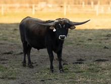 Nessie Bull Calf 2022
